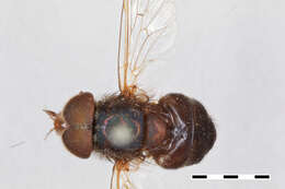 Image of Volucella chaetophora Williston