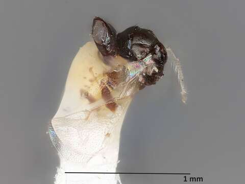 Image of Parasitoid wasp