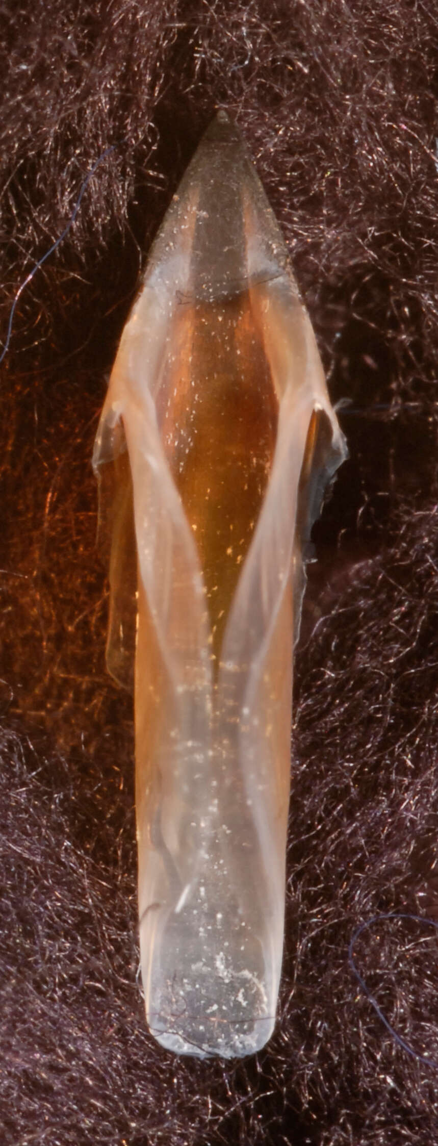 Image of pink scaled squid