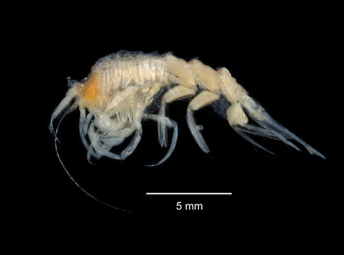 Themisto gaudichaudii Guérin 1825 resmi