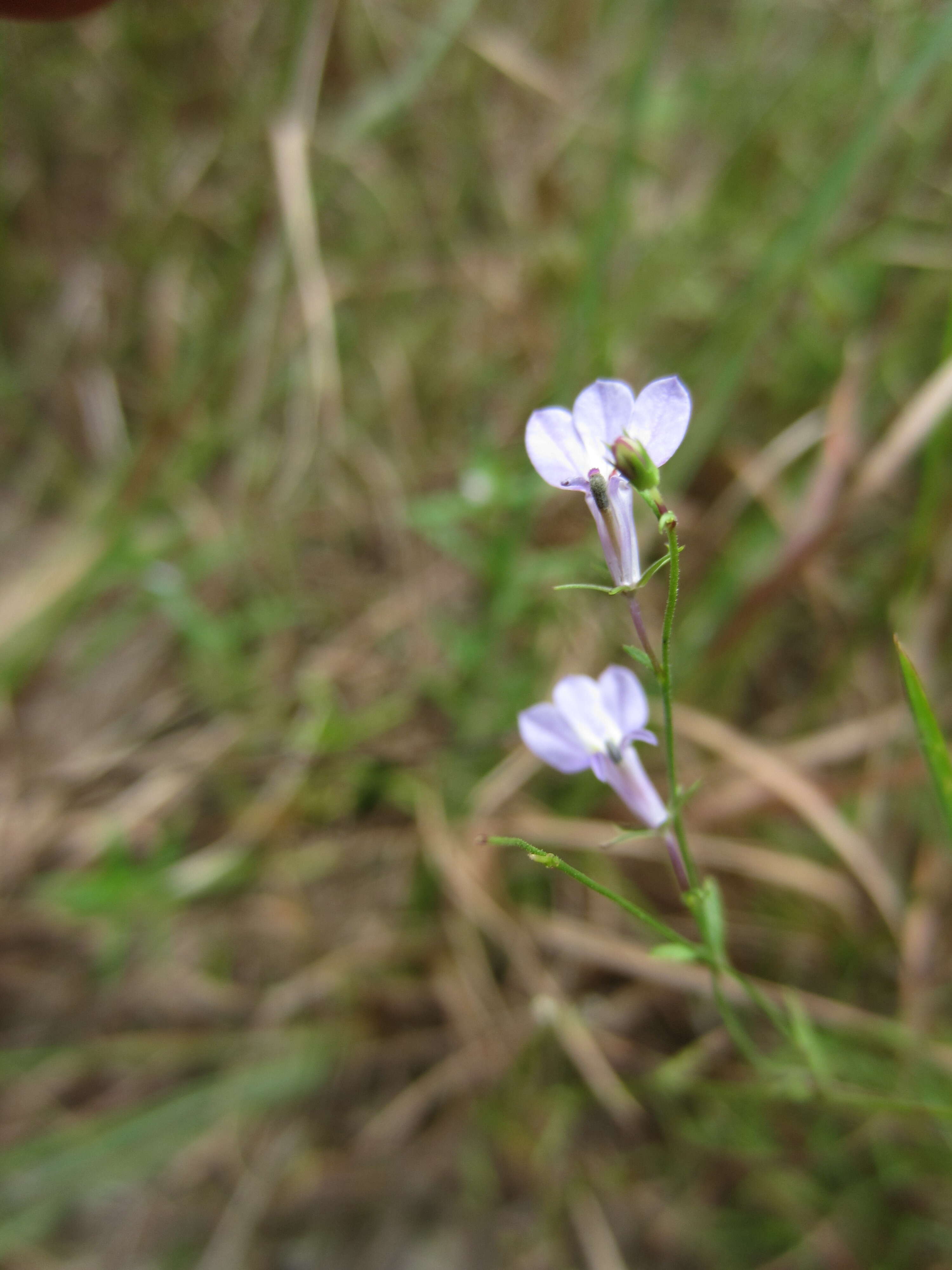 Image of Nuttall's lobelia