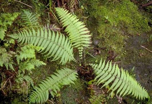 Image of Globular Hawaii Little-Shield Fern