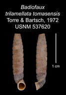 Image of Badiofaux trilamellata tomasensis C. Torre & Bartsch 1972