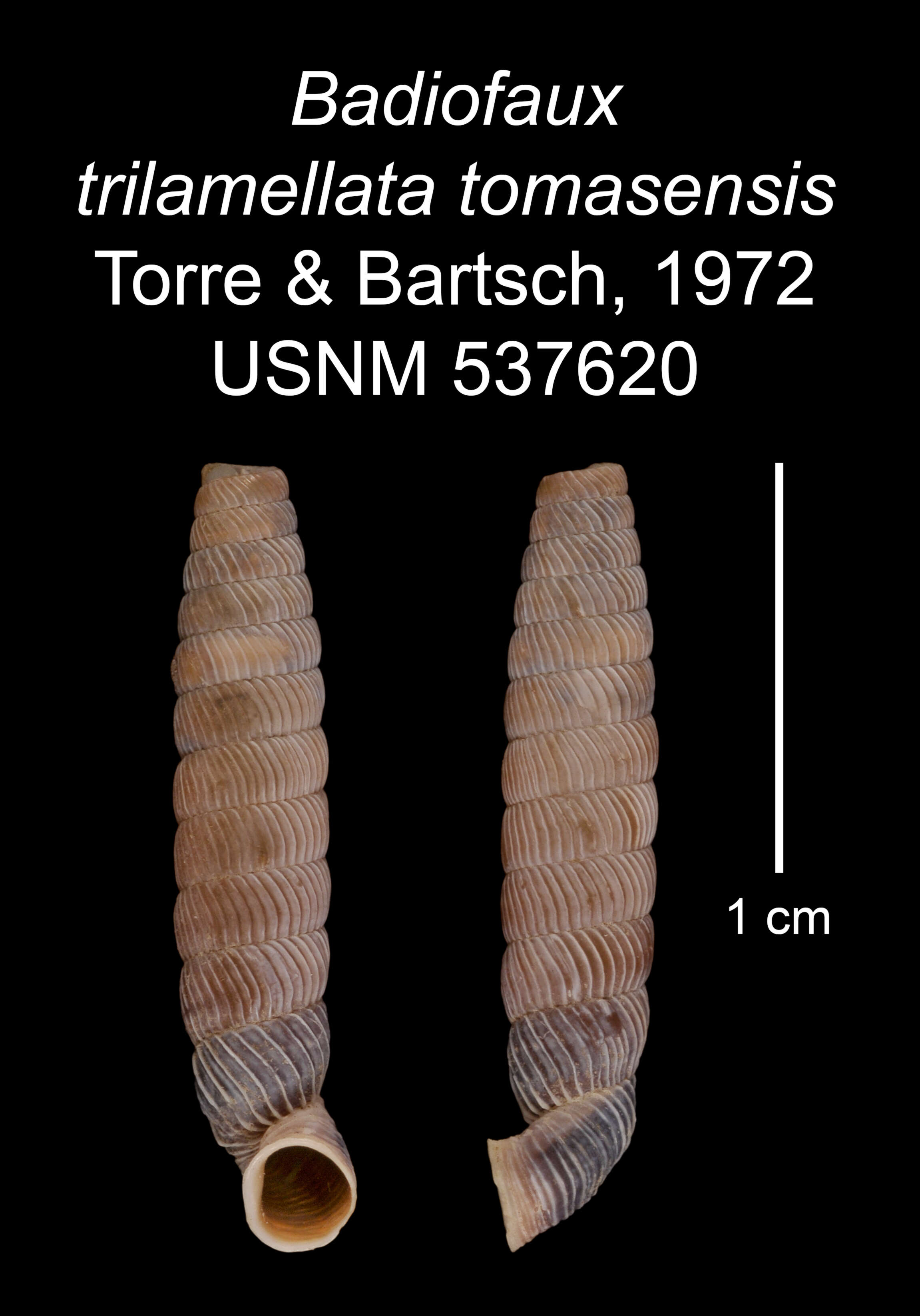 Image of Badiofaux trilamellata tomasensis C. Torre & Bartsch 1972