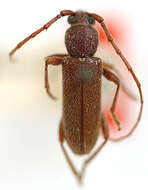 Image of Anelaphus moestus pinorum Casey 1914