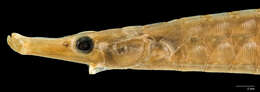 Image of Pipefish