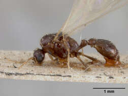 Imagem de Solenopsis succinea Emery 1890