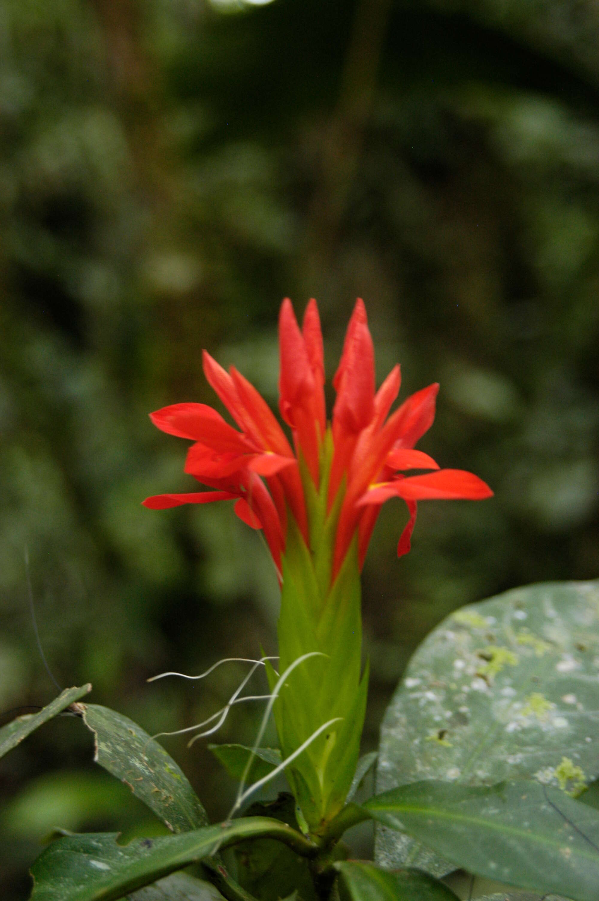 Image of Aphelandra R. Br.