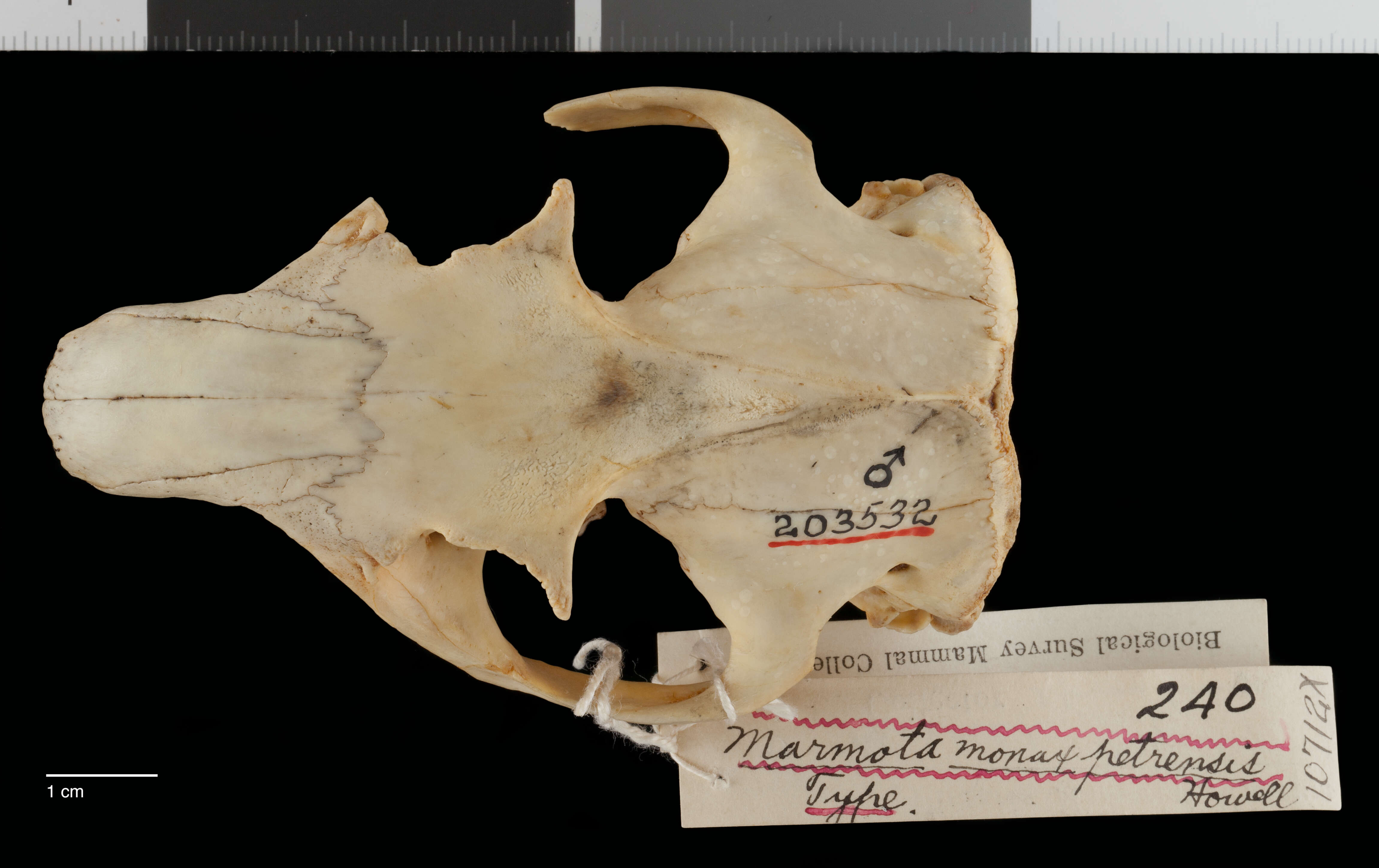 Image of Marmota monax canadensis (Erxleben 1777)