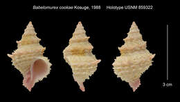 Image of Babelomurex cookae Kosuge 1988