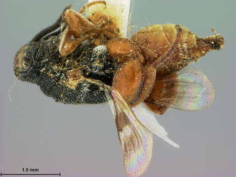 Image of Antrocephalus bicolor (Ashmead 1900)