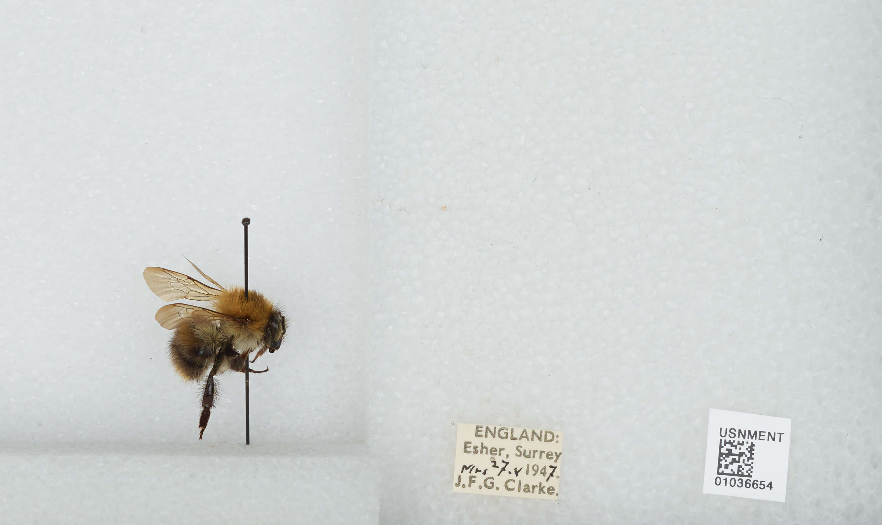 Image of Common carder bumblebee