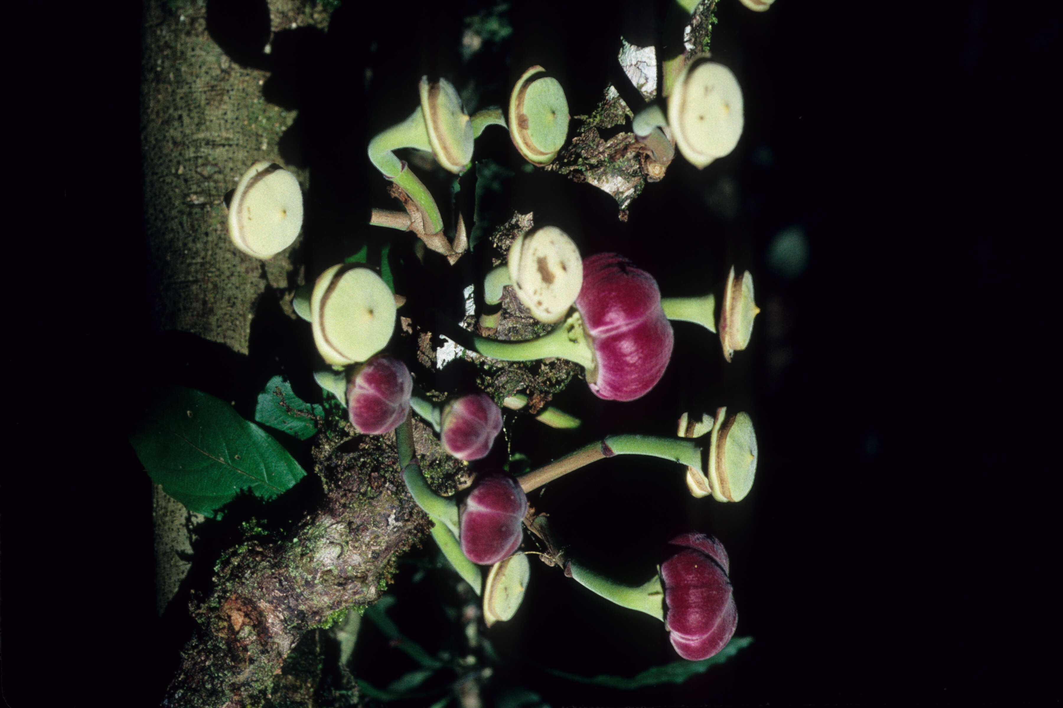 Image of Gustavia longifolia Poepp. ex O. Berg