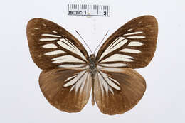 Image of Pareronia argolis (Felder & Felder 1865)