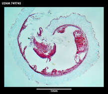 Image of Dorymenia tetradoryata Salvini-Plawen 1978