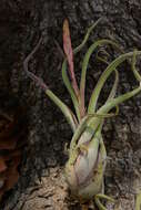 Image of Octopus plant