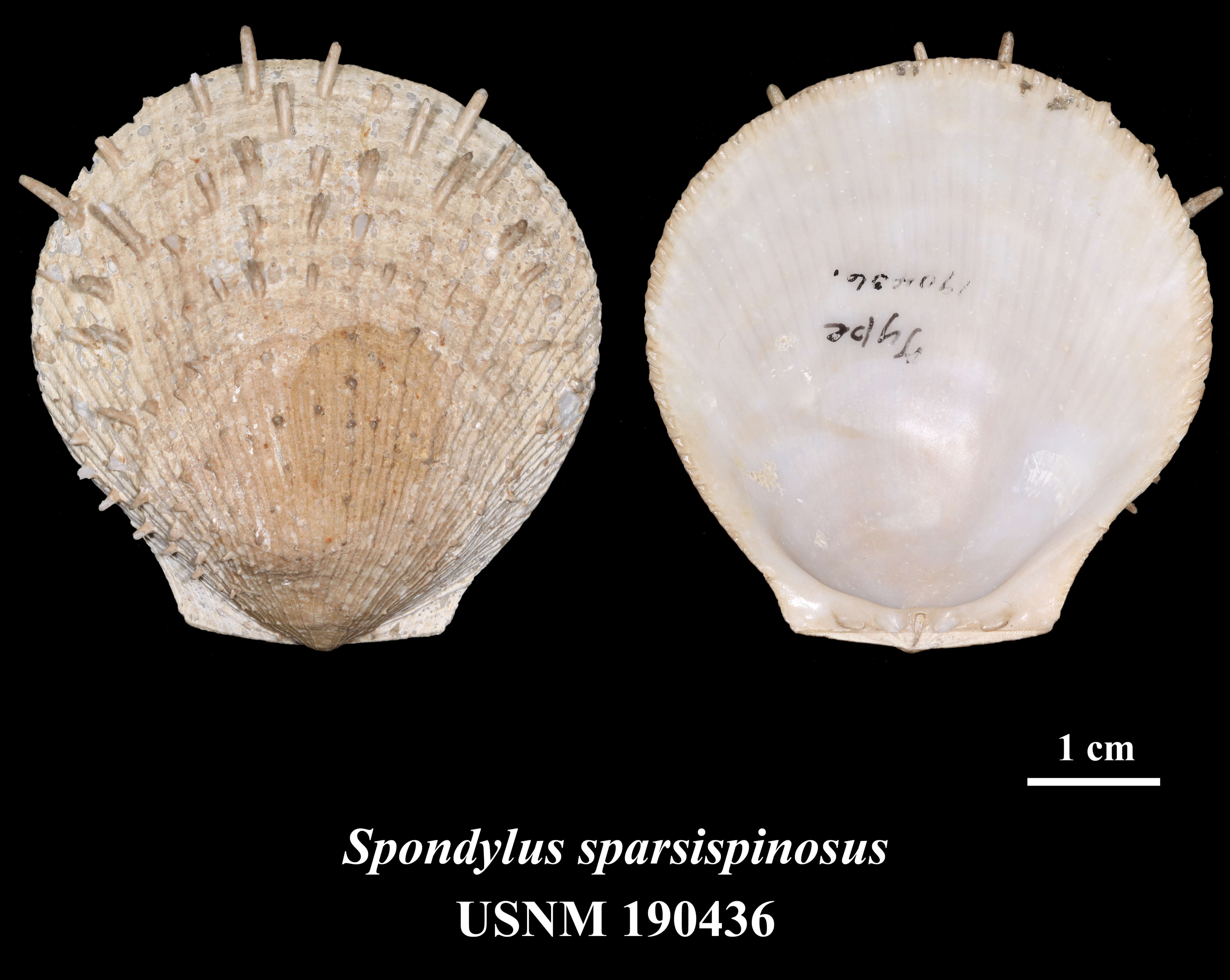 Image de Spondylus nicobaricus Schreibers 1793