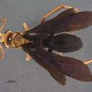 Imagem de Leptodialepis formosanus Tsuneki 1989