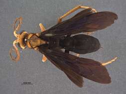 Imagem de Leptodialepis formosanus Tsuneki 1989