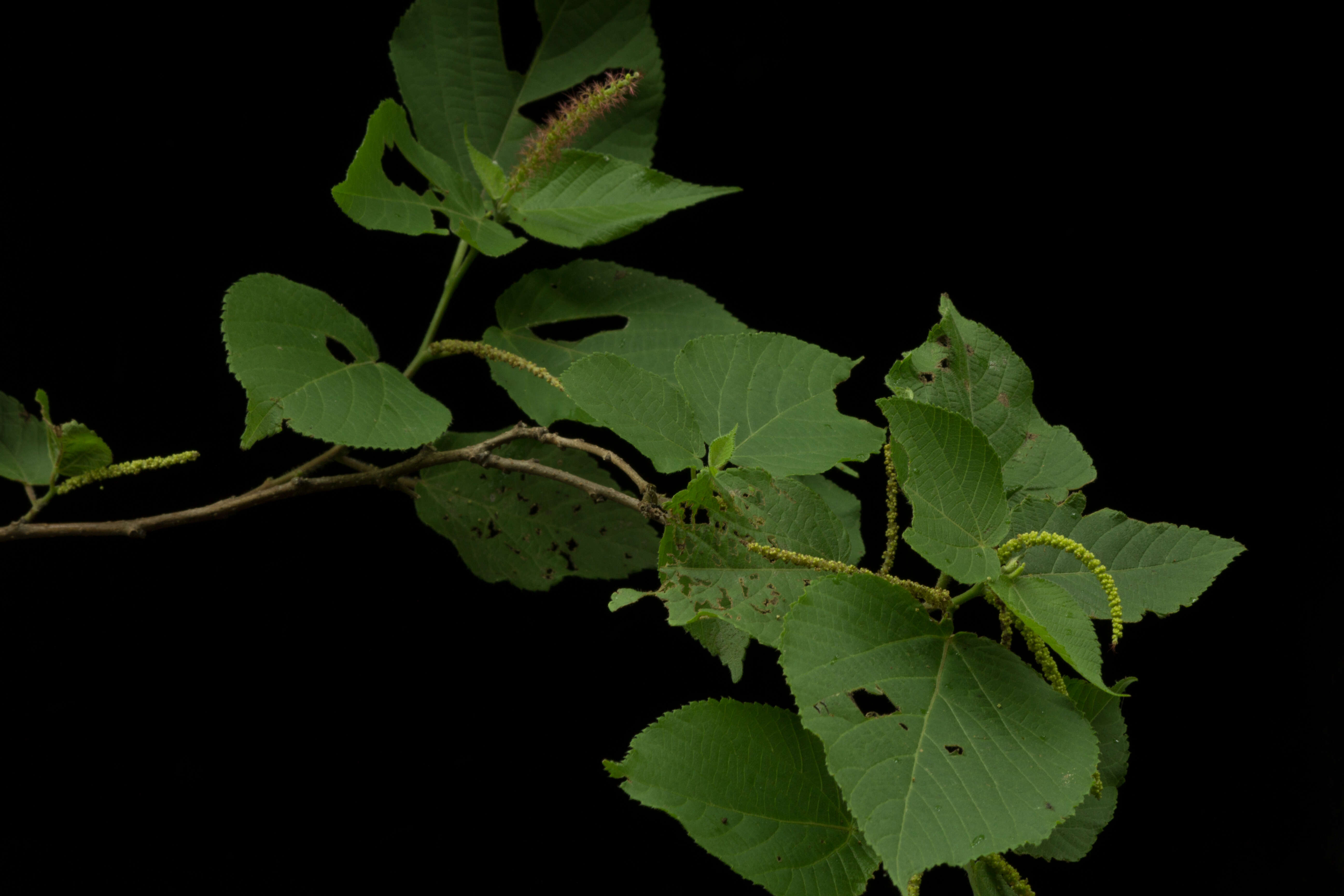 Image of Acalypha mollis Kunth