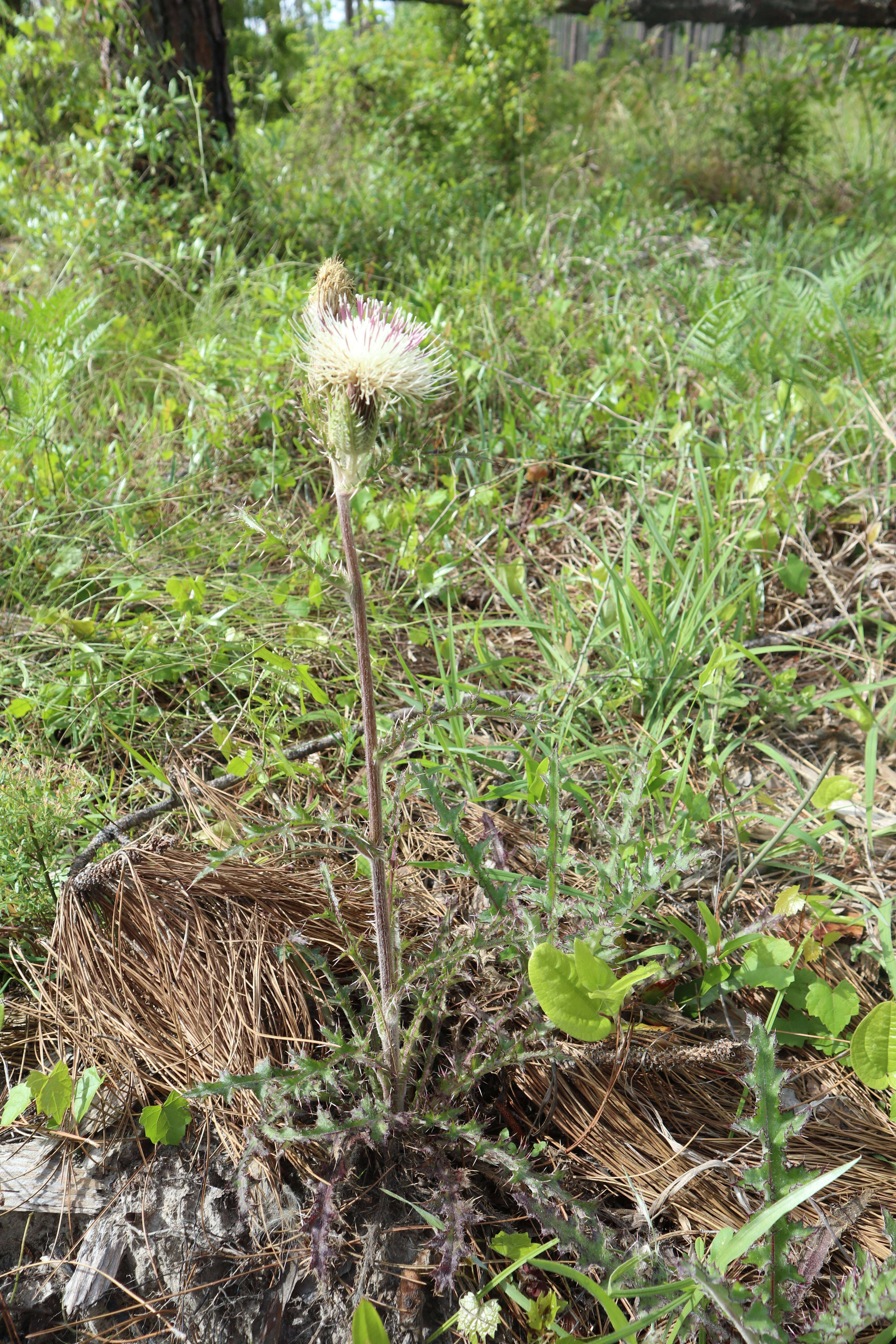 Image of yellow thistle