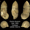 Image of <i>Cerion eleutherae drupium</i> Dall
