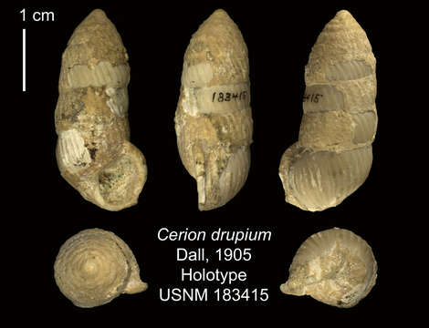 Image of <i>Cerion eleutherae drupium</i> Dall