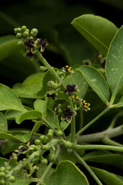 Image of Esenbeckia berlandieri subsp. litoralis (Donnell-Smith) Kaastra