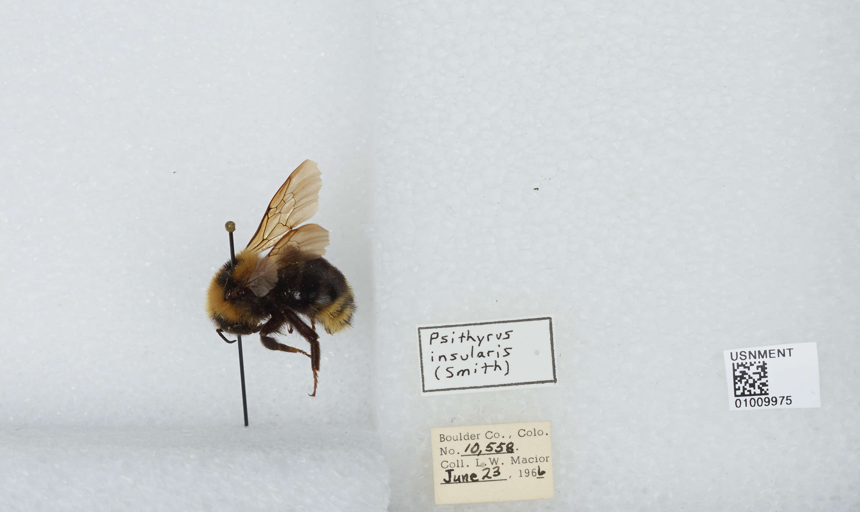 Image de Bombus insularis (Smith 1861)