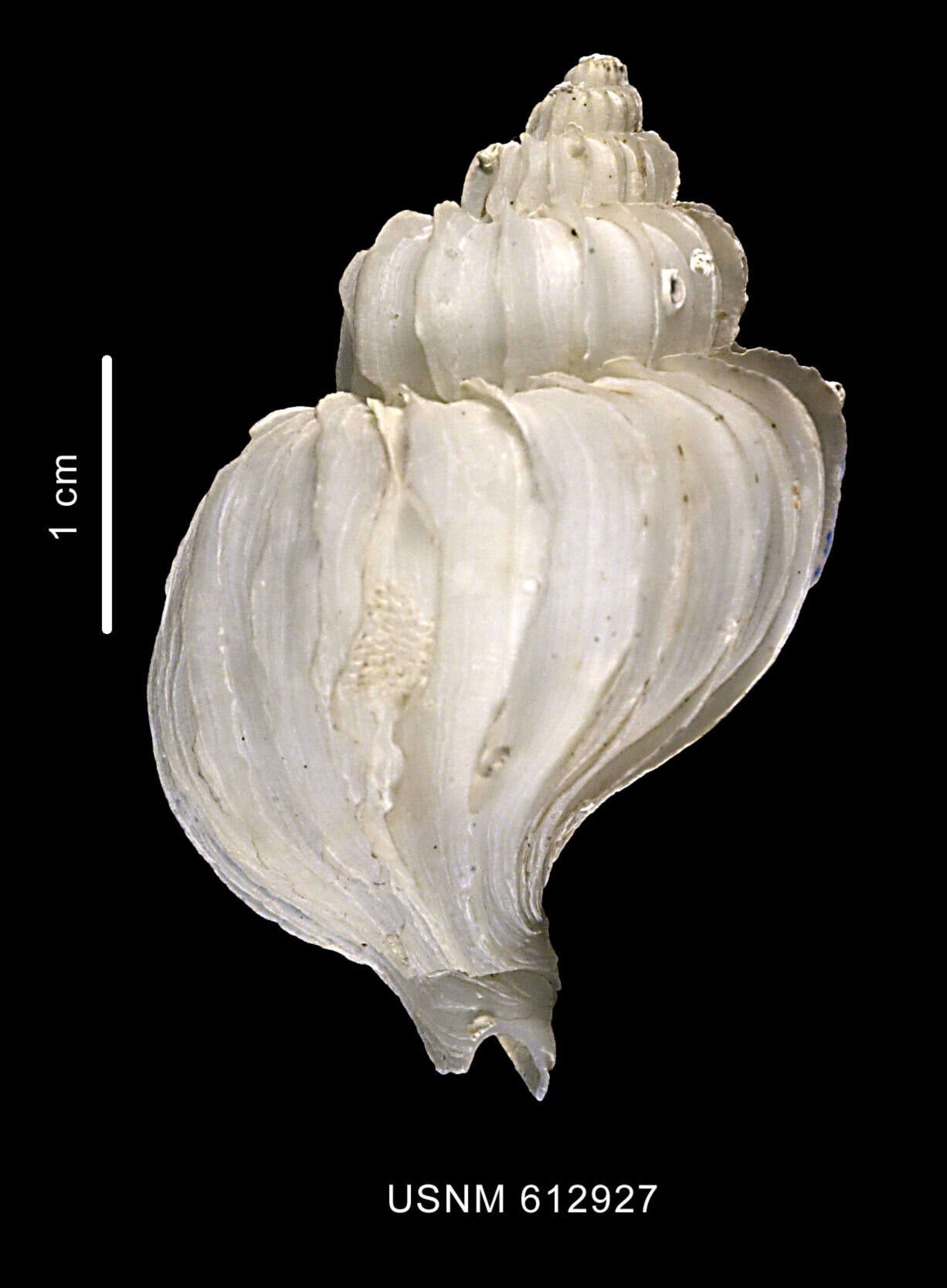 صورة Trophonella longstaffi (E. A. Smith 1907)