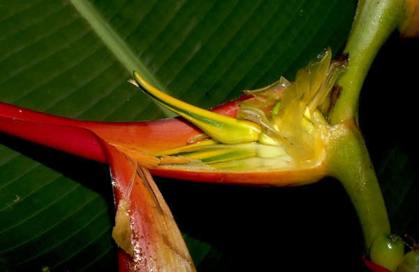 Plancia ëd Heliconia latispatha Benth.