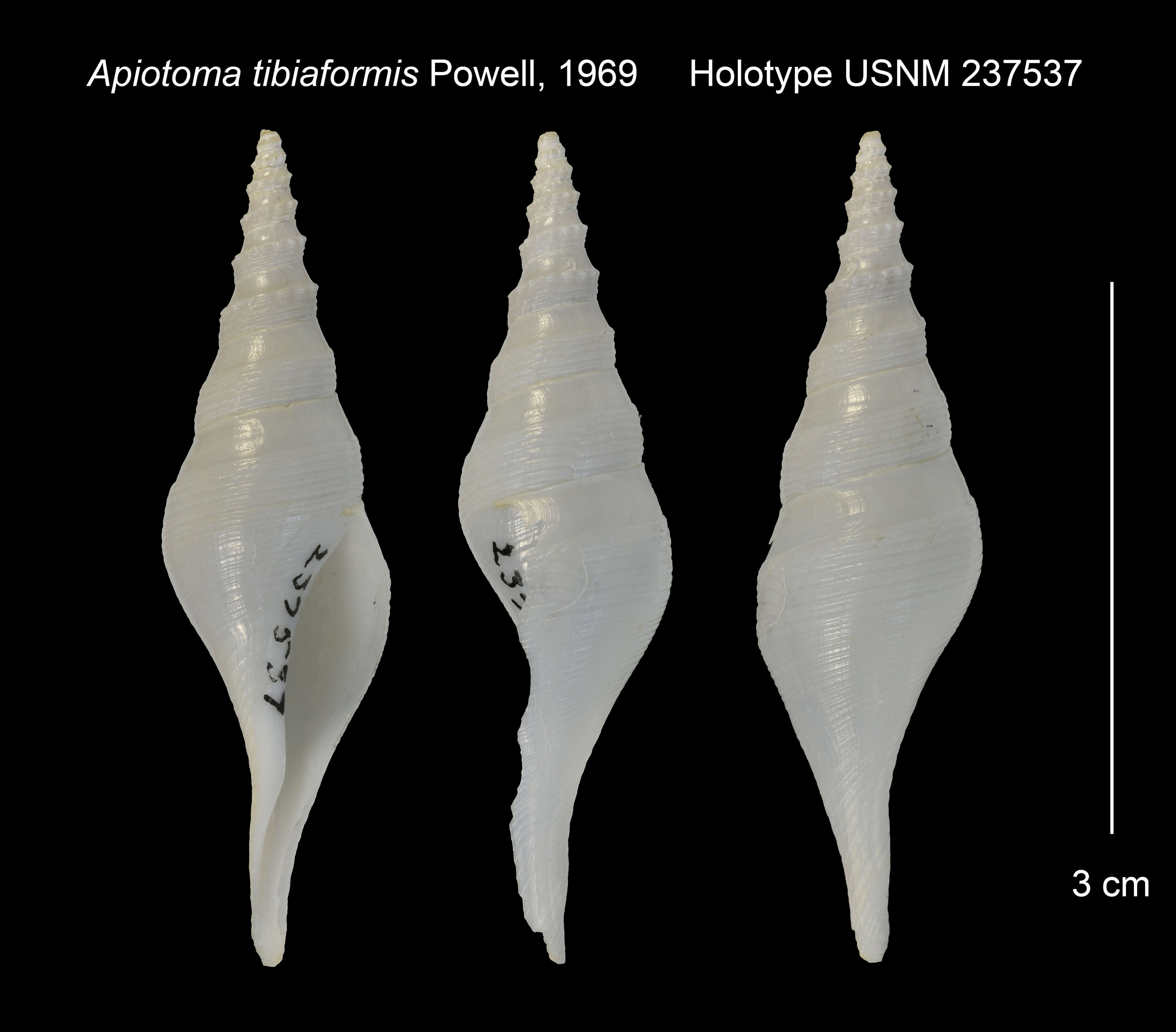 Image of Apiotoma tibiaformis Powell 1969
