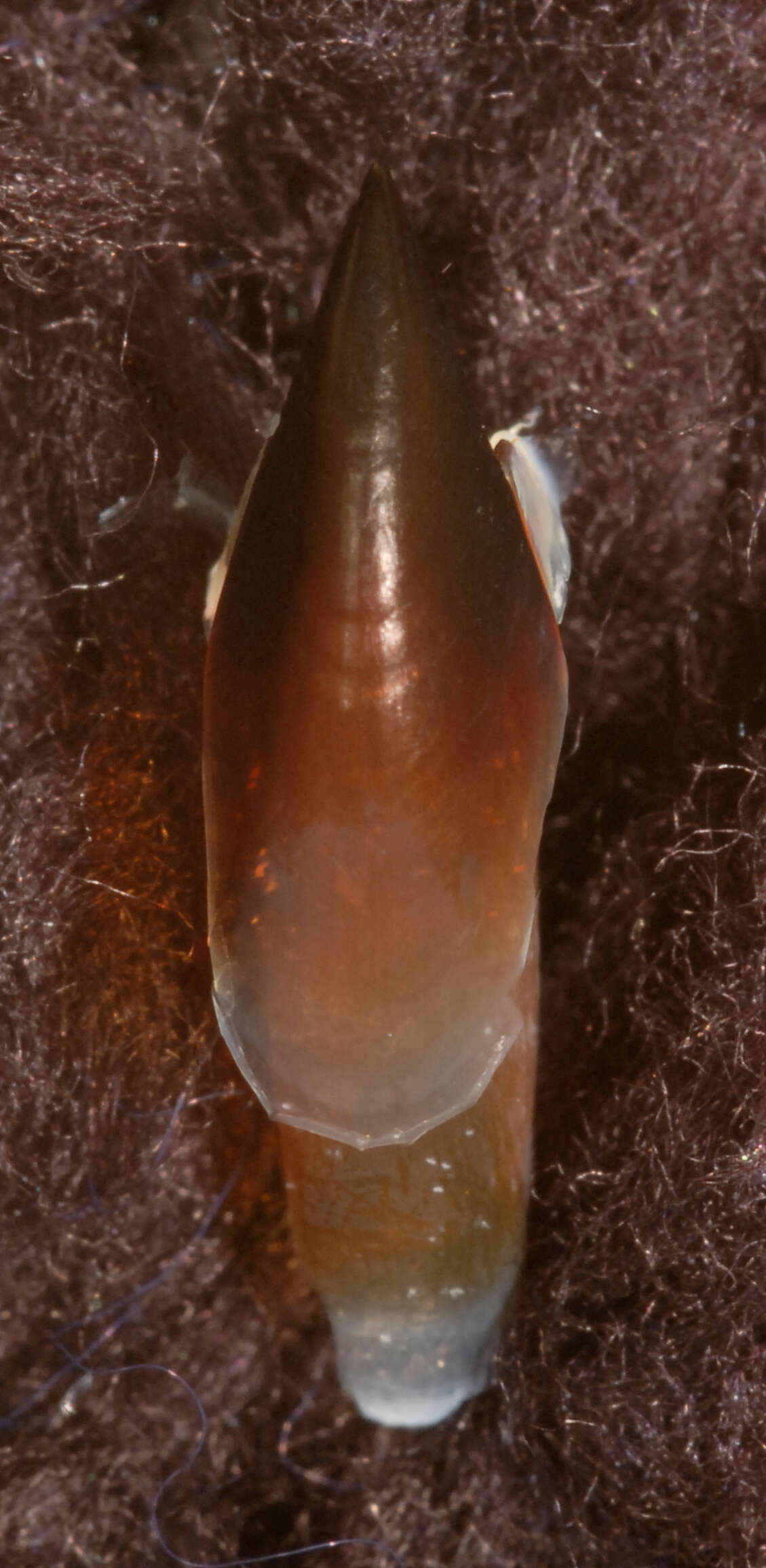 Image of Coffee bean scaled squid