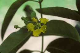 Imagem de Stigmaphyllon bannisterioides (L.) C. Anderson