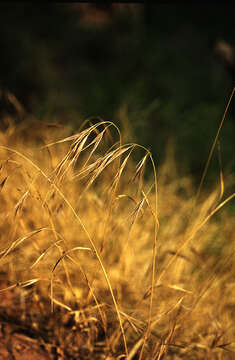 Imagem de Bromus rigidus Roth