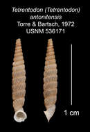 Image of Tetrentodon antonitensis C. de la Torre & Bartsch 1972