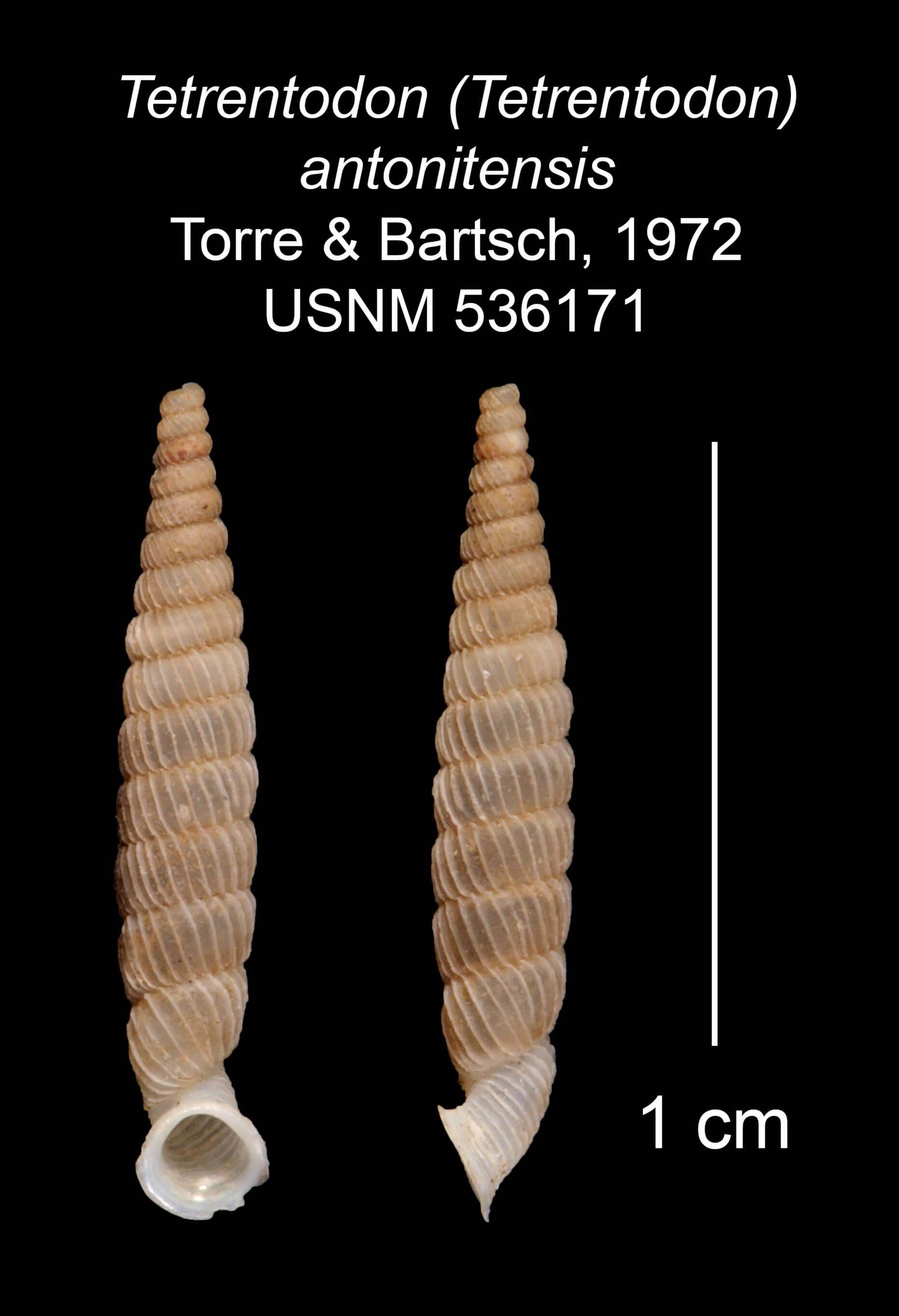 Image of Tetrentodon antonitensis C. de la Torre & Bartsch 1972