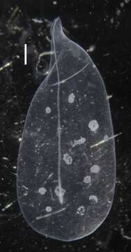 Image of Apolemia lanosa Siebert, Pugh, Haddock & Dunn 2013