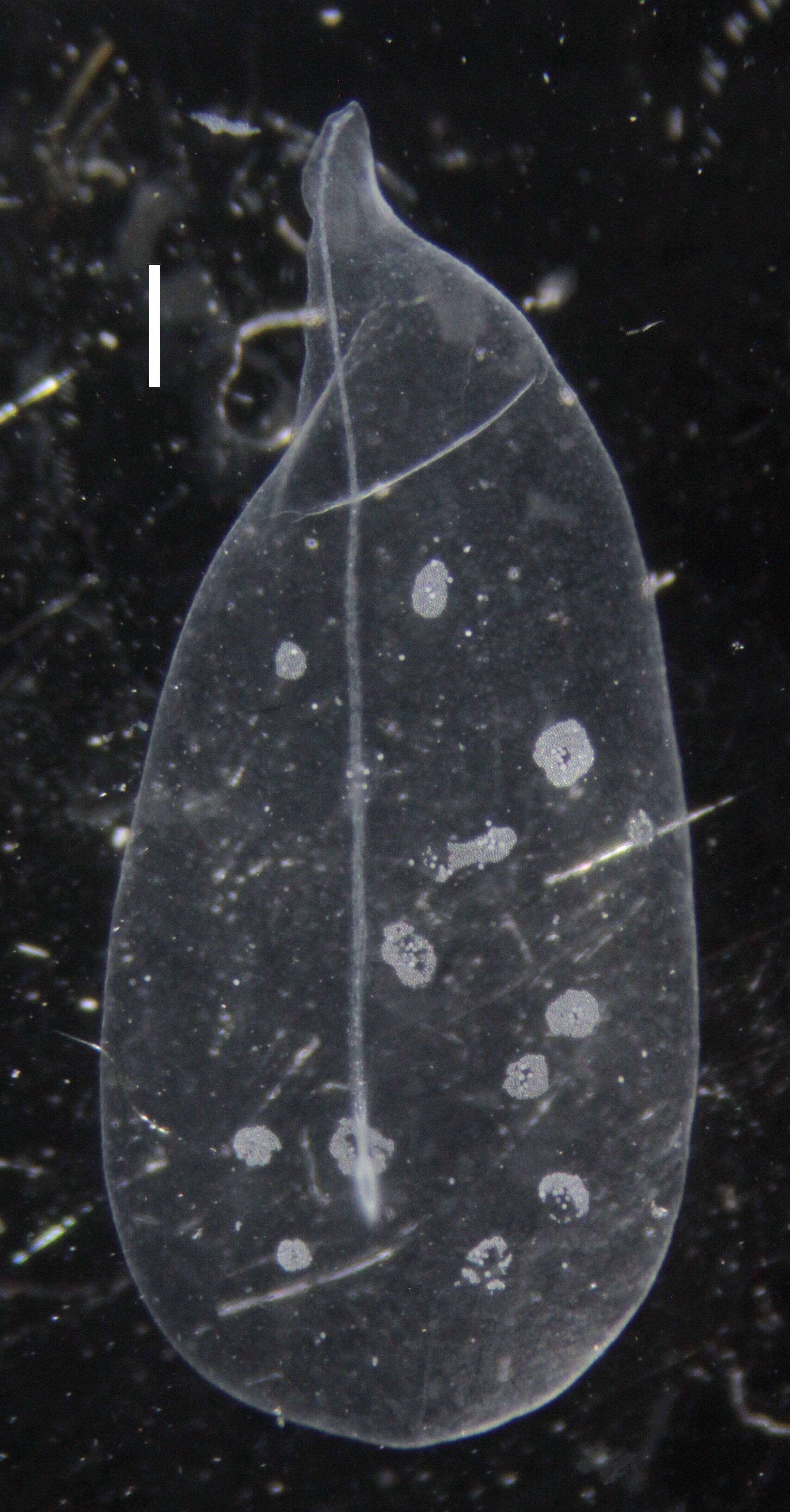 Sivun Apolemia lanosa Siebert, Pugh, Haddock & Dunn 2013 kuva