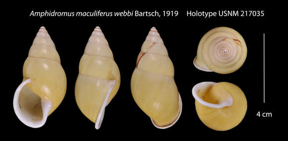 Image of <i>Amphidromus maculiferus webbi</i> Bartsch