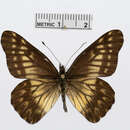 Image of Catasticta philodora Brown 1939