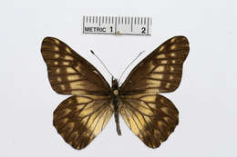 Image of Catasticta philodora Brown 1939