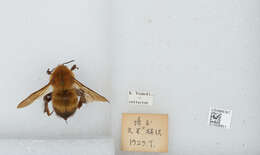 Imagem de Bombus diversus Smith 1869