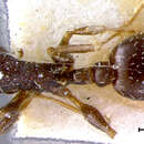 Image of Leptothorax angustulus brunea Santschi 1918