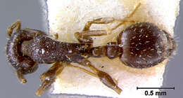 Image of Leptothorax angustulus (Nylander 1856)