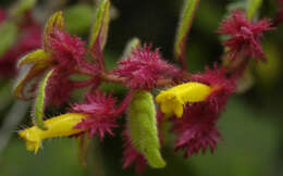 Image of Columnea domingensis (Urb.) B. D. Morley