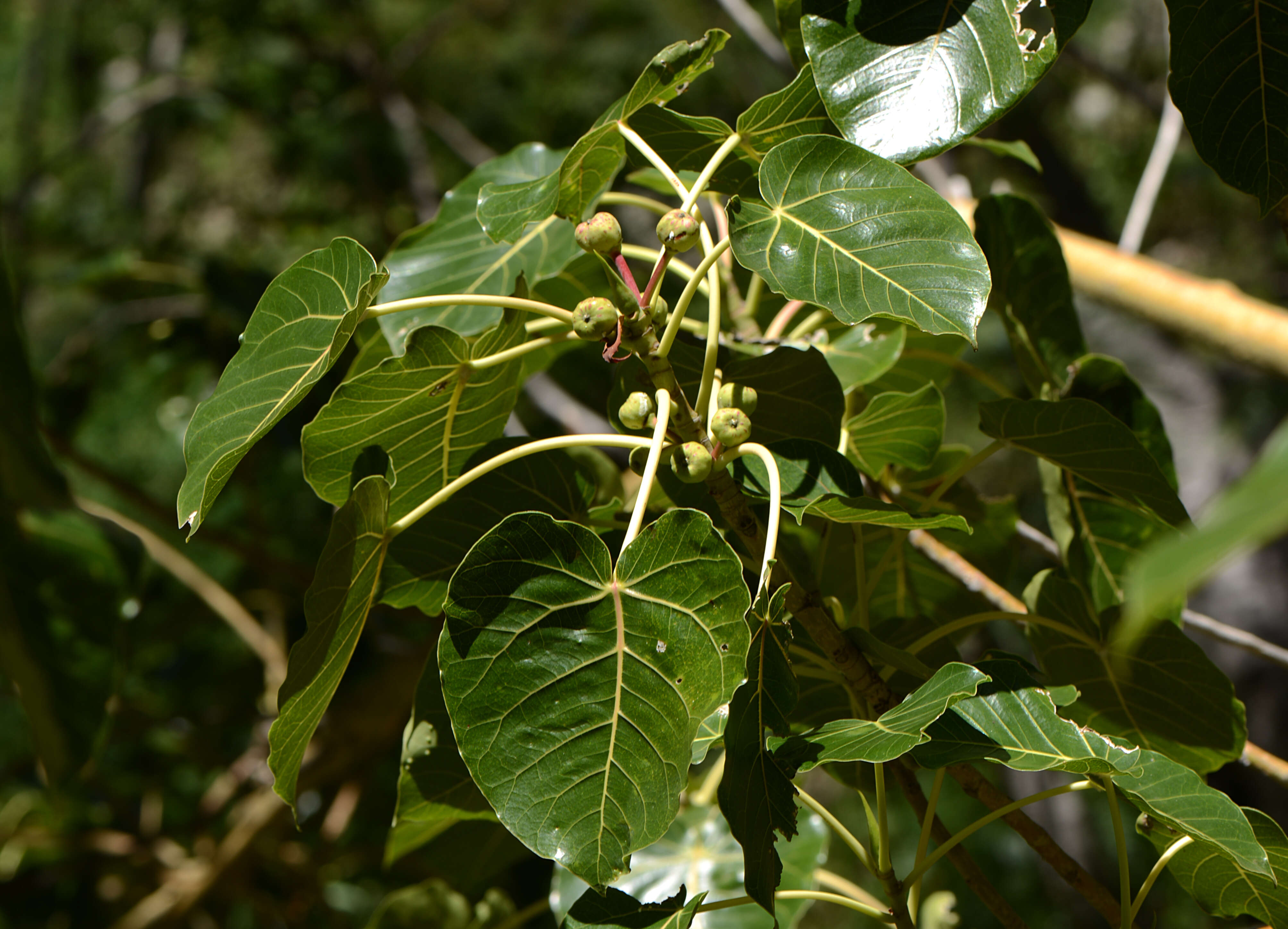 Image of Ficus petiolaris Kunth