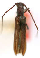 Image of Aneflomorpha unispinosa Casey 1912