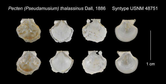 Image of Cyclopecten thalassinus (Dall 1886)