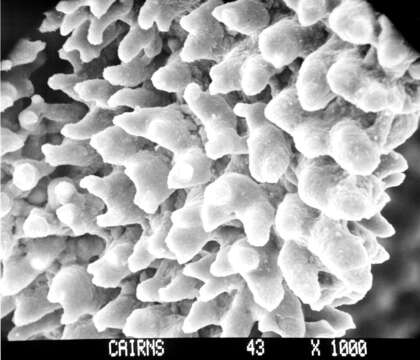 Image of Lepidopora acrolophos Cairns 1983